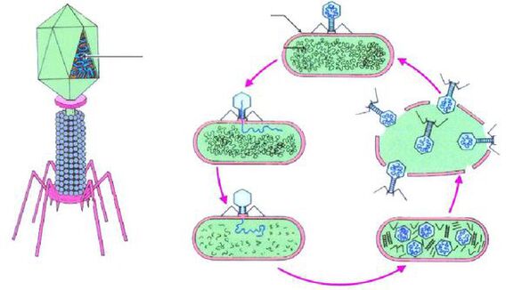 bacteriófagos contra cistite