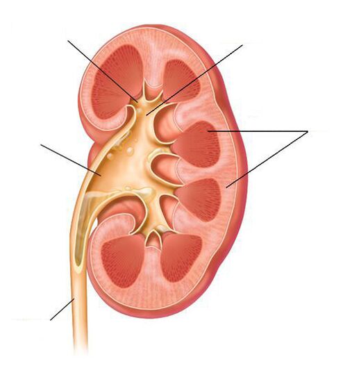 pielonefrite aguda como complicação da cistite